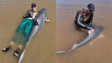 Piraíba gigante de quase dois metros é capturada no Rio Araguaia e devolvida à natureza
