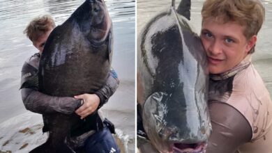 Jovem goiano realiza sonho ao fisgar tambacu gigante de 41 kg em pesqueiro