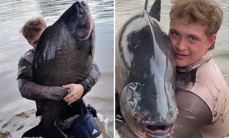 Pescador de 18 anos captura tambacu gigante de 40 kg em Goiás