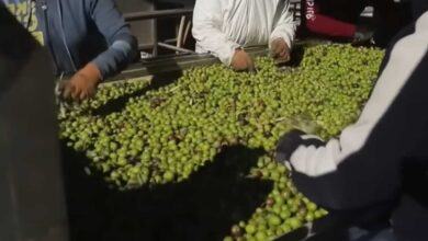 Enova Foods faz oferta para salvar a tradicional marca de azeitonas Raiola