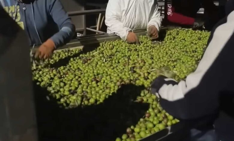 Enova Foods faz oferta para salvar a tradicional marca de azeitonas Raiola