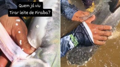 Fenômeno na Piraíba: guia de pesca registra 'leite' de peixe gigante e explica mistério do muco protetor