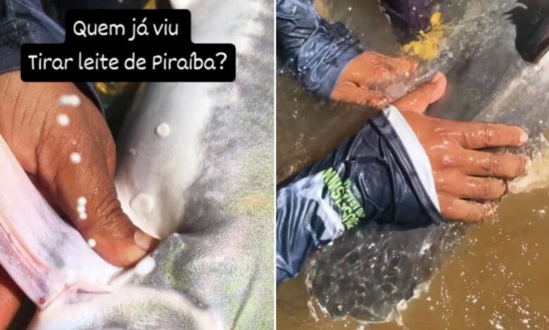 Fenômeno na Piraíba: guia de pesca registra 'leite' de peixe gigante e explica mistério do muco protetor