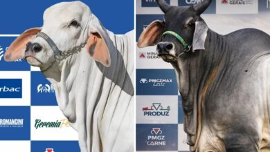 Pecuária de elite em destaque: bezerra milionária e touro campeão brilham em feira de Goiânia