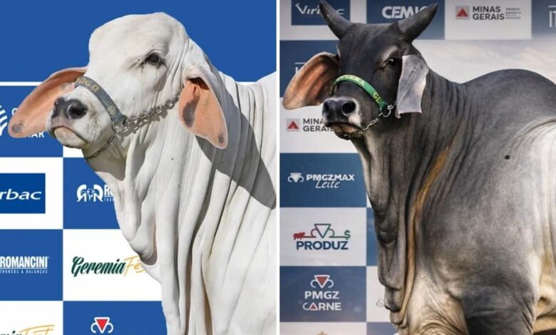 Pecuária de elite em destaque: bezerra milionária e touro campeão brilham em feira de Goiânia