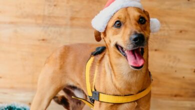 Cachorro que aguarda adoção após quatro feiras gera comoção por comportamento triste