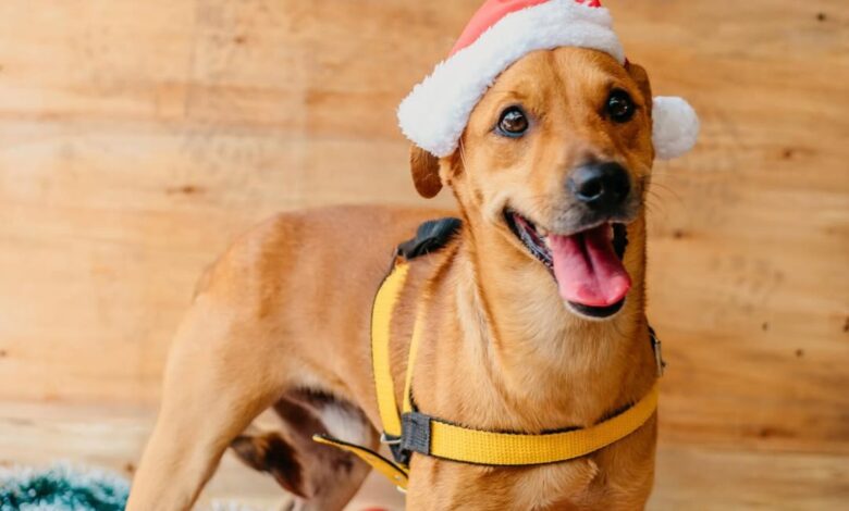 Cachorro que aguarda adoção após quatro feiras gera comoção por comportamento triste
