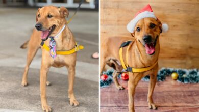 Cachorro que viralizou após rejeição em feiras de adoção ganha novo lar com Zezé Di Camargo