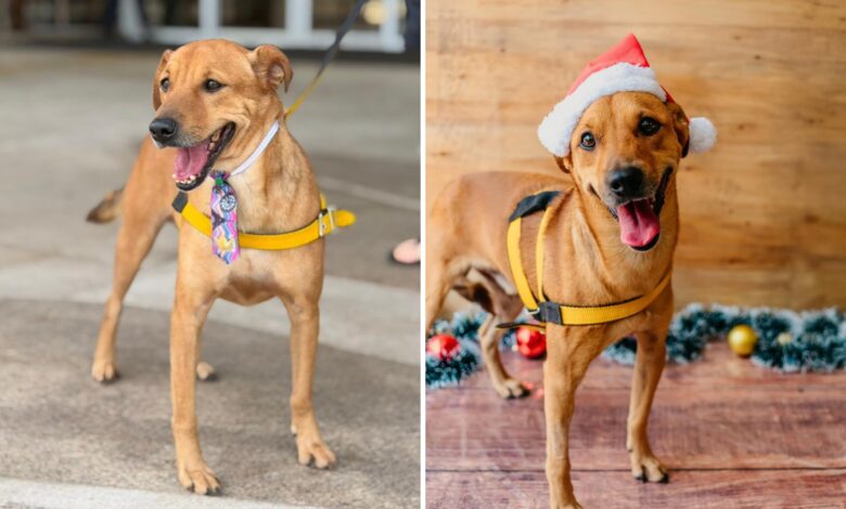 Cachorro que viralizou após rejeição em feiras de adoção ganha novo lar com Zezé Di Camargo