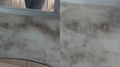 Mofo em casa: aprenda a técnica profissional para remover manchas das paredes