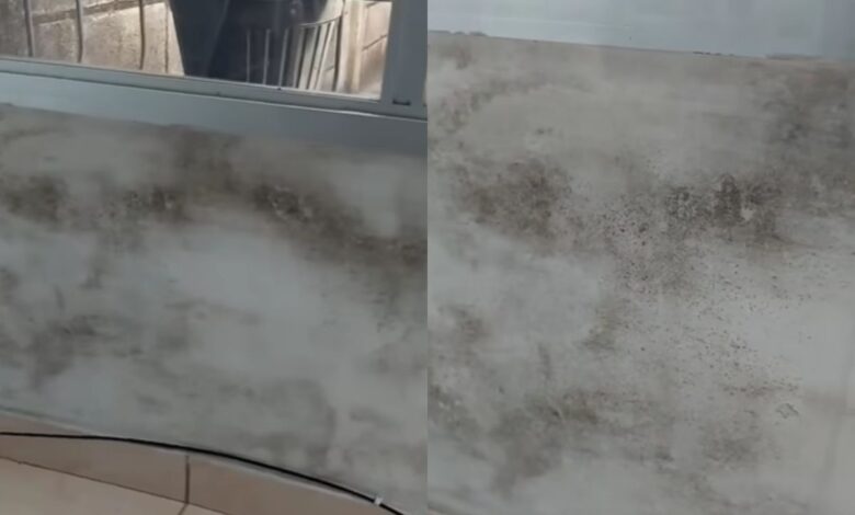 Mofo em casa: aprenda a técnica profissional para remover manchas das paredes