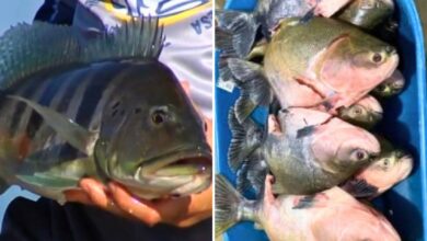 Pesca em Goiás: novas regras liberam transporte de espécies exóticas