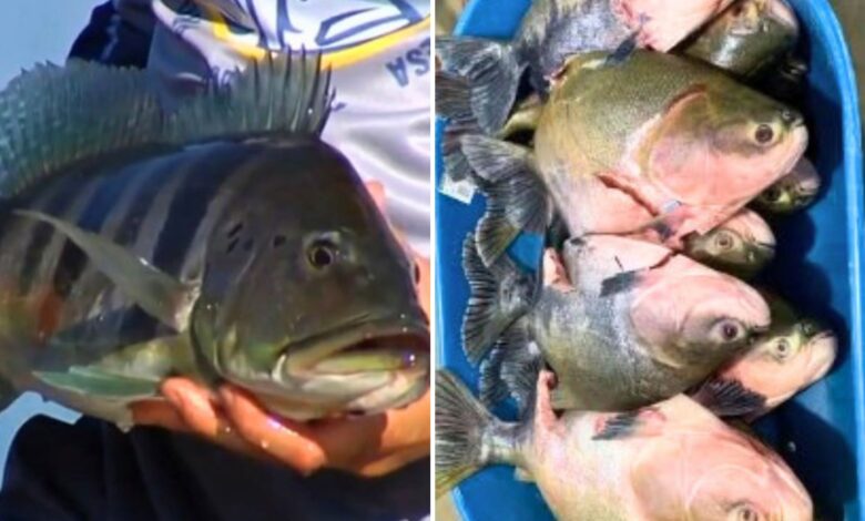 Pesca em Goiás: novas regras liberam transporte de espécies exóticas