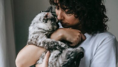 Comportamento felino: por que gatos amassam os donos com as patas e o que isso revela