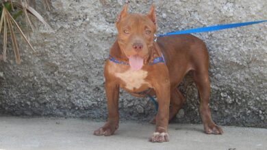 Projeto de lei em Goiás propõe uso obrigatório de focinheira para cães de raças específicas