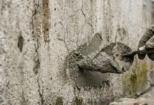 Concreto vivo utiliza bactérias para realizar autorreparo de fissuras em estruturas