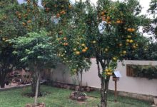 Quintais verdes: como árvores frutíferas transformam o ambiente e oferecem conforto térmico