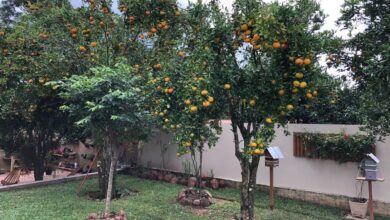 Quintais verdes: como árvores frutíferas transformam o ambiente e oferecem conforto térmico