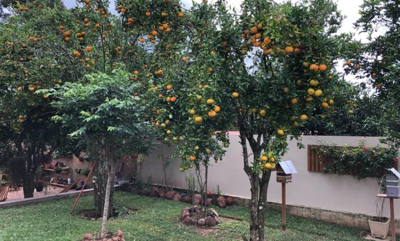 Quintais verdes: como árvores frutíferas transformam o ambiente e oferecem conforto térmico