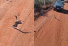 Cobras entrelaçadas em Goiás: vídeo viral desafia internautas e biólogo explica comportamento