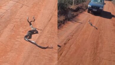 Cobras entrelaçadas em Goiás: vídeo viral desafia internautas e biólogo explica comportamento