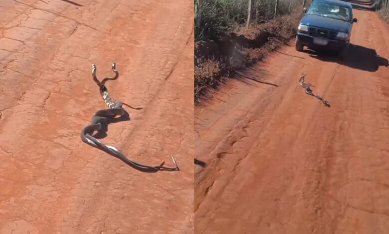 Cobras entrelaçadas em Goiás: vídeo viral desafia internautas e biólogo explica comportamento