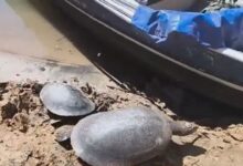 Ibama aplica multas de R$135 mil contra pesca ilegal e caça de tartarugas em Goiás