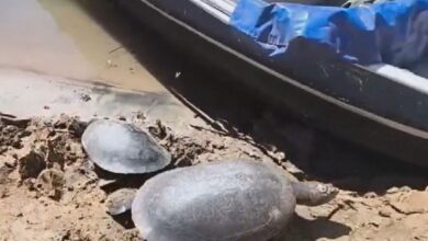 Ibama aplica multas de R$135 mil contra pesca ilegal e caça de tartarugas em Goiás