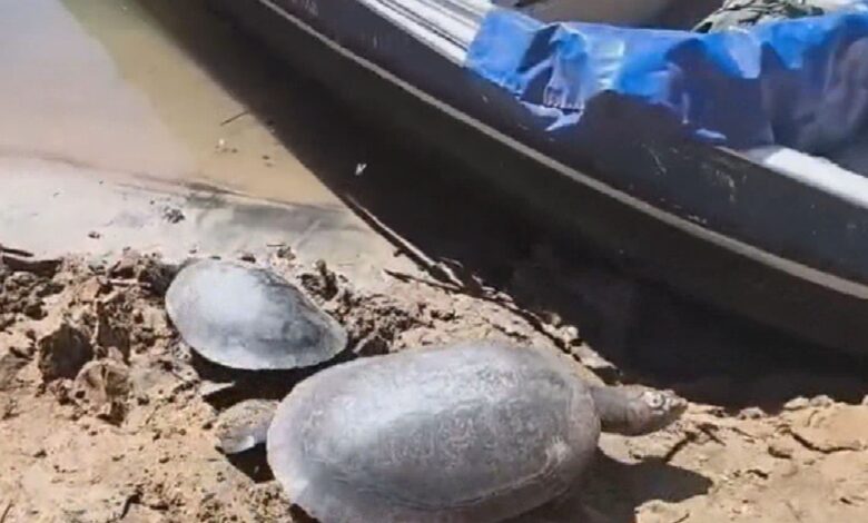 Ibama aplica multas de R$135 mil contra pesca ilegal e caça de tartarugas em Goiás