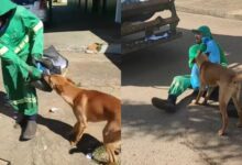 Coletor de lixo de Anápolis e cachorro caramelo encantam a internet com rotina de trabalho