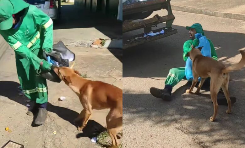 Coletor de lixo de Anápolis e cachorro caramelo encantam a internet com rotina de trabalho