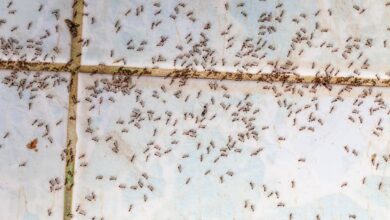 Como eliminar formigas de casa usando a estratégia dos 4 as