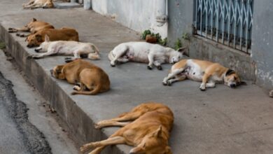 A rotina dos animais de rua e o que o comportamento urbano revela sobre a sociedade