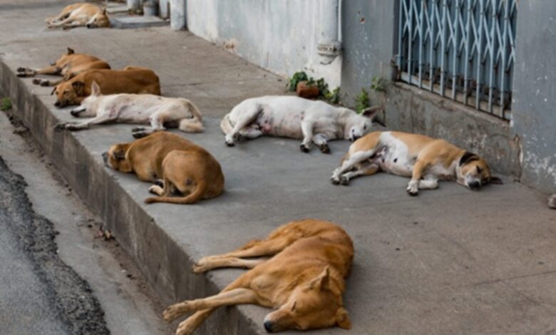 A rotina dos animais de rua e o que o comportamento urbano revela sobre a sociedade