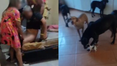 Resgate de idoso em casa com 800 cães revela cenário de precariedade em Anápolis