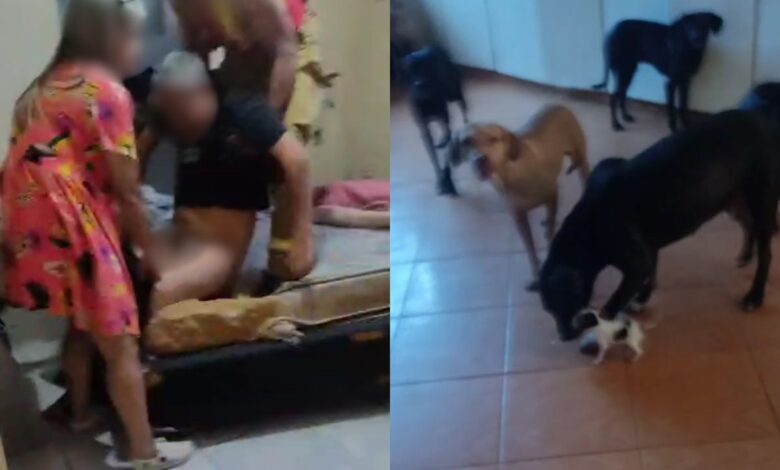 Resgate de idoso em casa com 800 cães revela cenário de precariedade em Anápolis