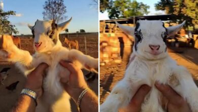 Fazendeiro de Goiás conquista milhões na internet com a vida ao lado de mini animais