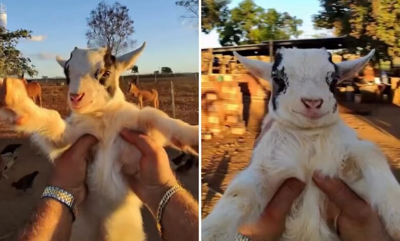 Fazendeiro de Goiás conquista milhões na internet com a vida ao lado de mini animais