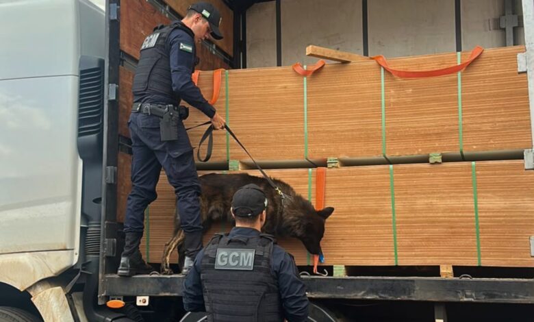 Cão farejador localiza 7,5 toneladas de maconha escondidas em carga de MDF na Br-060