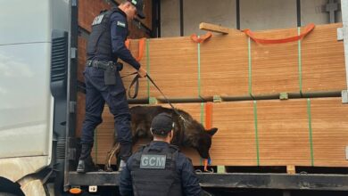 Cão farejador localiza 7,5 toneladas de maconha escondidas em carga de MDF na Br-060