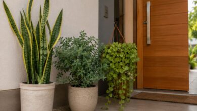 Plantas na entrada de casa: como harmonizar o ambiente e atrair boas energias