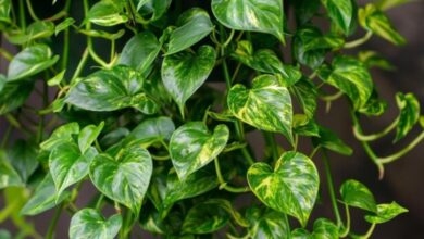Jiboia e Feng Shui: como posicionar a planta para atrair prosperidade em julho