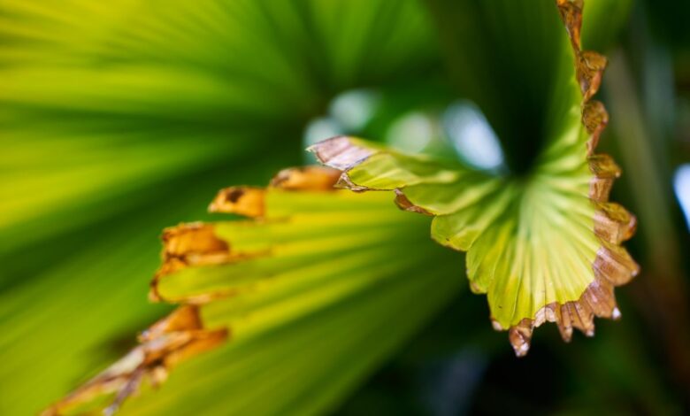 Jardineiro experiente revela que pontas marrons em folhas não são apenas falta de rega