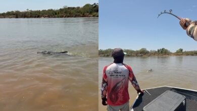 Boto-do-araguaia é fisgado acidentalmente em Goiás e reacende debate sobre conservação