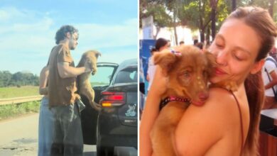 Resgate na rodovia: Cadelinha ganha novo lar e nome em história que comove a internet