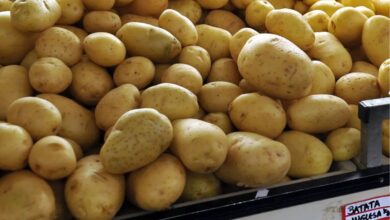 Preço da batata-inglesa dispara mais de 111% em Goiás e pressiona orçamento familiar
