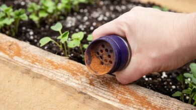 Pimenta-caiena nos jardins: a solução natural para afastar animais indesejados