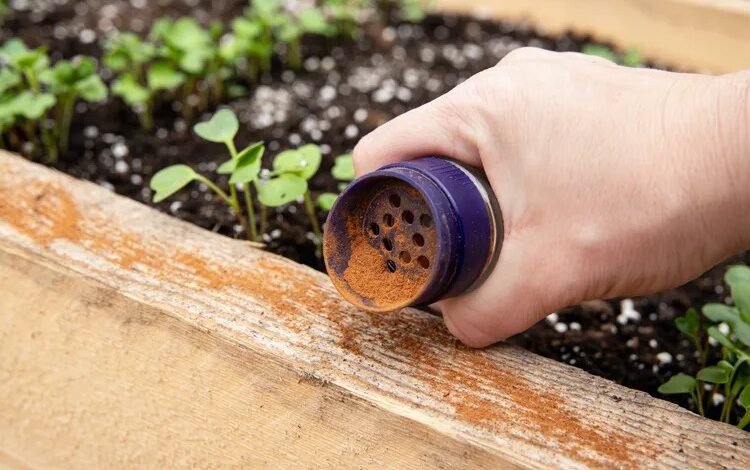 Pimenta-caiena nos jardins: a solução natural para afastar animais indesejados