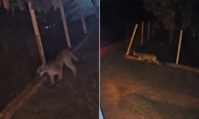 Onça-parda invade quintal de fazenda em Goiás e altera rotina de moradores