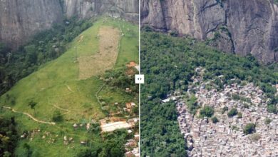 Rio de Janeiro aposta em reflorestamento com pagamento a moradores para recuperar Mata Atlântica